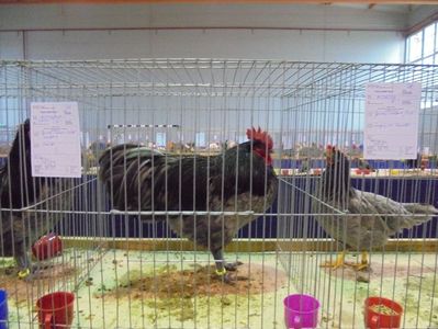 Australorp (3)