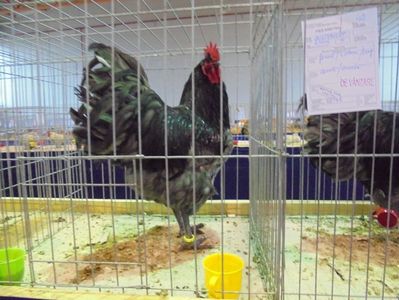 Australorp (4)