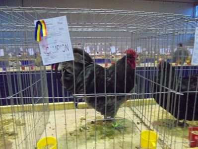 Australorp (6)