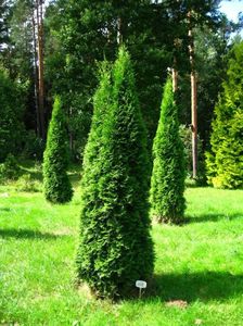 TUIA SMARAGD (Thuja occ.Smaragd)