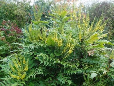 (Mahonia media 'Charity') 3-5 m