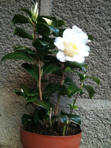 Camellia x williamsii 'Jury's Yellow'