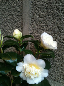 Camellia x williamsii 'Jury's Yellow'