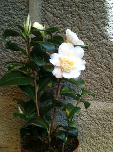 Camellia x williamsii Jury s Yellow