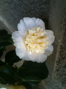 Camellia x williamsii 'Jury's Yellow'