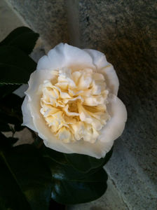 Camellia x williamsii 'Jury's Yellow'