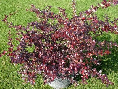 (Berberis media Red Juwel) 50 cm