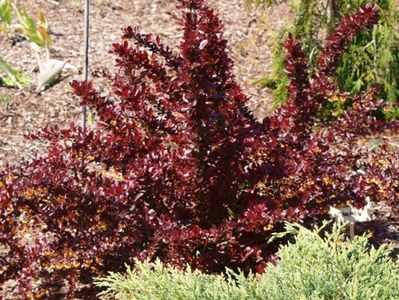 (Berberis th.Carmen) 200 cm