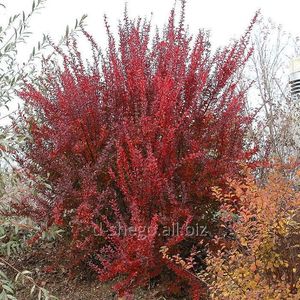 (Berberis thu. 'Red Rocket') 200