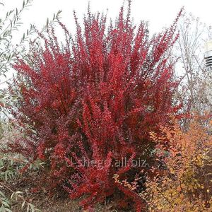 (Berberis thu. 'Red Rocket') 200