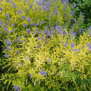 (Caryopteris cland.Worcester Gold)