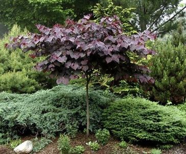 (Cercis canadensis Forest Pansy) 300