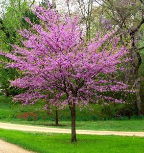 (Cercis canadensis) 5-10