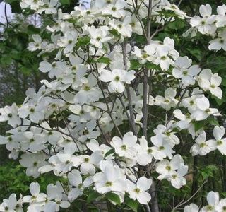 (Cornus florida) 300