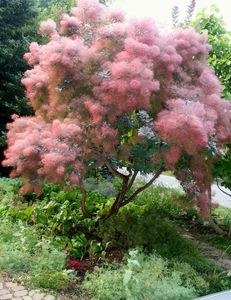 (Cotinus coggygria) 300