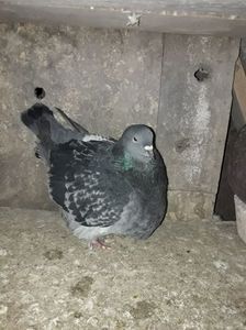 F Vîndută