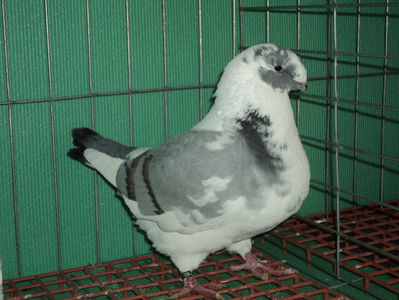 vandut; vandut
