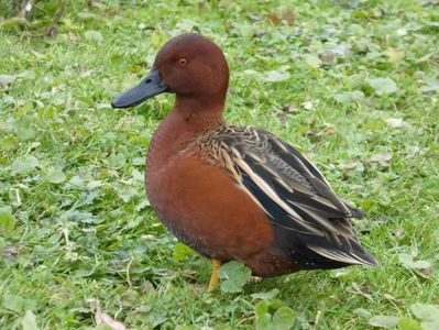 Rața Scorțișoară