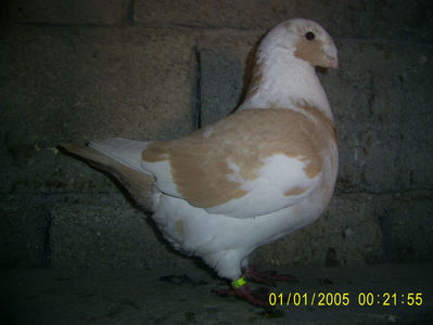 achizitie Fanel Buzau