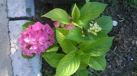 Hortensia