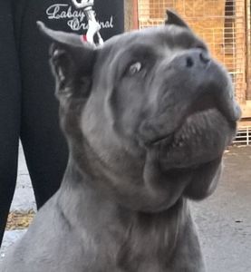 CANE CORSO