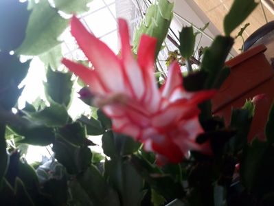 Schlumbergera; o floare superba rosie-alba
