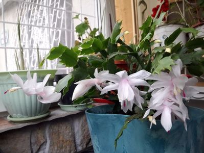 Schlumbergera, Craciunita; Al doilea val de flori, superbe ca lebede alb-roz...

