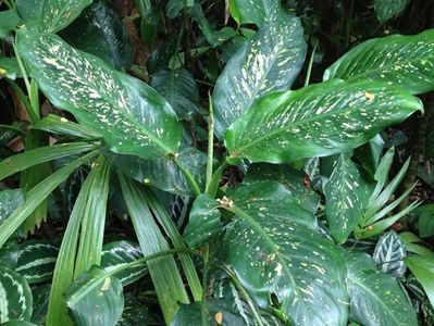 Dieffenbachia maculata