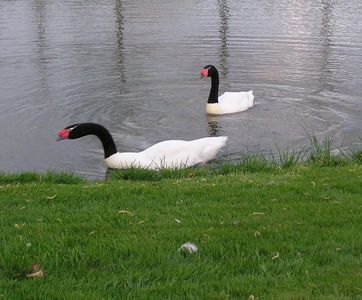 Lebădă cu gâtul negru