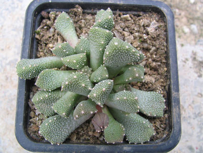 Aloinopsis luckhoffii L. Bolus 1937.; Denumire acceptata. Origine: Africa de Sud (Little Namaqualand -12°C)
