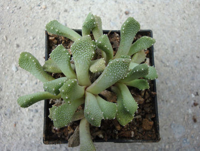 Aloinopsis luckhoffii L. Bolus 1937.; Denumire acceptata. Origine: Africa de Sud (Little Namaqualand -12°C)
