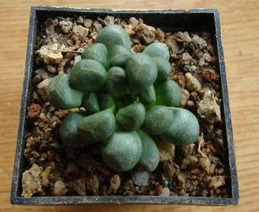 Aloinopsis schooneesii     (L. Bolus) 1931; Denumire acceptata. Origine: Africa de Sud (Bushmanland)
