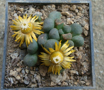 Aloinopsis schooneesii (L. Bolus) 1931.; Denumire acceptata. Origine: Africa de Sud (Bushmanland)
