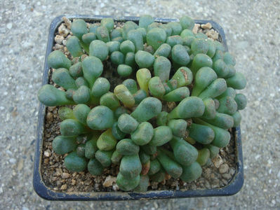 Aloinopsis schooneesii (L. Bolus) 1931.; Denumire acceptata. Origine: Africa de Sud (Bushmanland)
