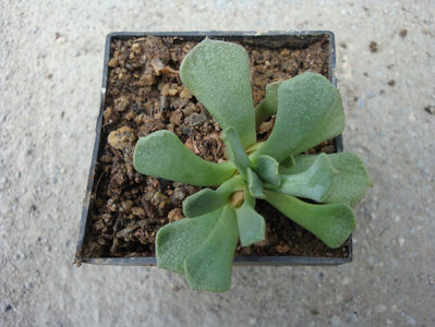 Aloinopsis spathulata (Thunberg) L. Bolus 1954.; Denumire acceptata. Origine: Africa de Sud.
