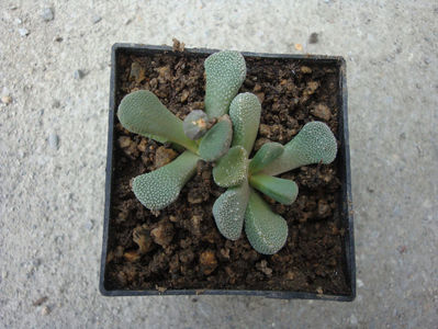 Aloinopsis villetii L. Bolus) 1958.; Origine: Africa de Sud (Cape Province)

