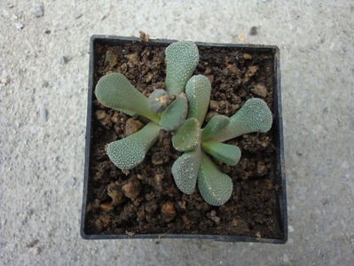 Aloinopsis villetii L. Bolus) 1958.; Origine: Africa de Sud (Cape Province)
