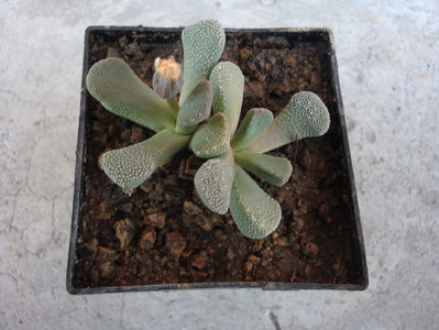 Aloinopsis villetii L. Bolus) 1958.; Origine: Africa de Sud (Cape Province)
