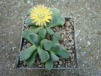 Aloinopsis villetii L. Bolus) 1958.; Origine: Africa de Sud (Cape Province)
