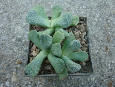 Aloinopsis villetii L. Bolus) 1958.; Origine: Africa de Sud (Cape Province)
