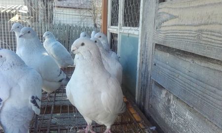 Bunica; BUNIKA

