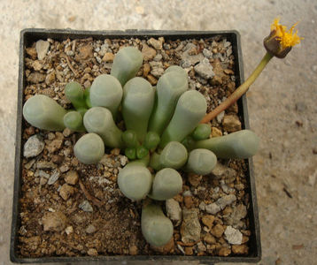 Fenestraria rhopalophylla subsp. aurantiaca (N.E.Br.) H.E.K.Hartmann 1982.; Denumirea acceptată.
