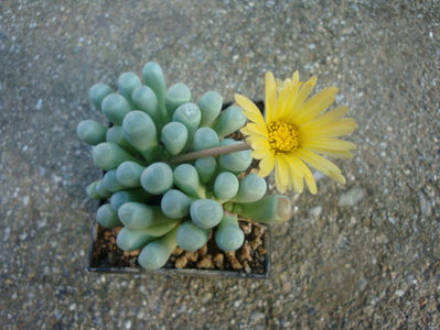 Fenestraria rhopalophylla subsp. aurantiaca (N.E.Br.) H.E.K.Hartmann 1982.; Denumirea acceptată.
