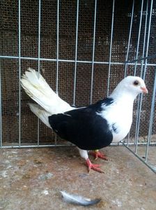 femela 1