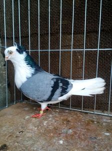 mascul 3 vandut