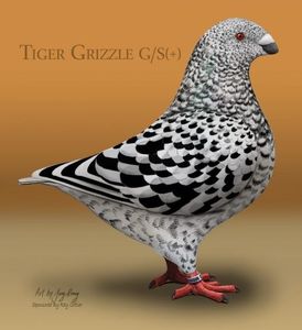AGH_Tiger_Grizzle-Randomized-2-e1507143484716