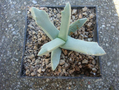 Gibbaeum haaglenii H.E.K.Hartmann 2001.; Denumire acceptată. Origine: Africa de Sud, în zonele Montagu, Ladismith și Swellendam.
