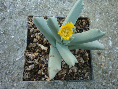 Gibbaeum haaglenii H.E.K.Hartmann 2001.; Denumire acceptată. Origine: Africa de Sud, în zonele Montagu, Ladismith și Swellendam.
