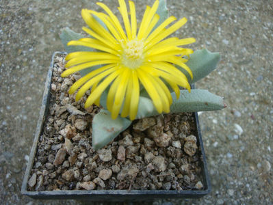 Gibbaeum haaglenii H.E.K.Hartmann 2001.; Denumire acceptată. Origine: Africa de Sud, în zonele Montagu, Ladismith și Swellendam.
