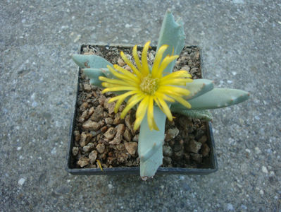 Gibbaeum haaglenii H.E.K.Hartmann 2001.; Denumire acceptată. Origine: Africa de Sud, în zonele Montagu, Ladismith și Swellendam.
